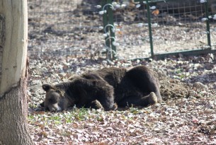 A bear relaxing in a sanctuary