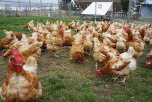 Chickens in a high welfare farm outdoors