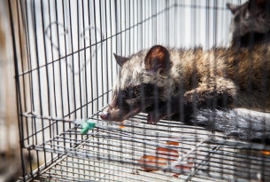 A caged civet at a wildlife market in Bali