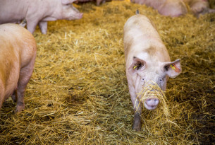 A piglet with straw on their nose, in a high welfare farm