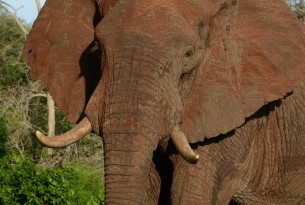Anti-poaching hero killed protecting elephants