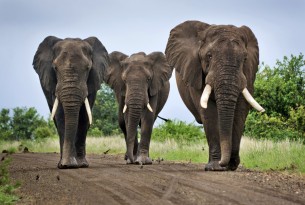 Three elephants in Kruger National Park, South Africa.