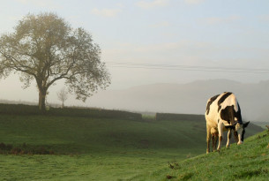 Dairy cows grazing on pastures 