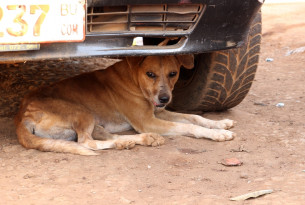 Help vaccinate dogs in Africa on World Rabies Day