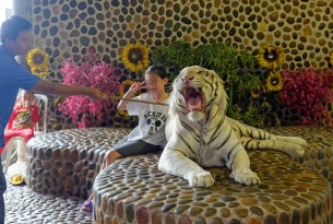 Turister betaler for at få taget fotos med tiger