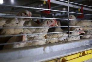 Chickens in a poor animal welfare environment inside battery cages
