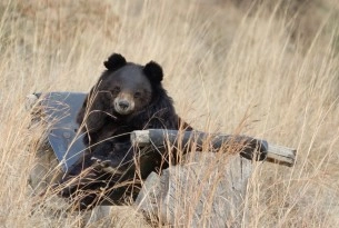 Pictured: bear relaxing at a sanctuary