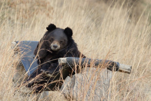 Pictured: bear relaxing in Balkasar sanctuary.