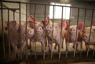 Pigs in sow stalls