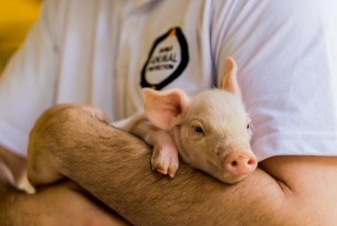 Pictured: Pigs deserve a better life.
