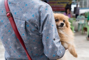 Dog in Bangkok - World Animal Protection
