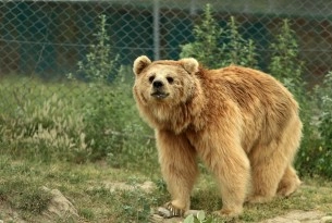 Bhoori, one of the Himalayan brown bears at Balkasar sanctuary