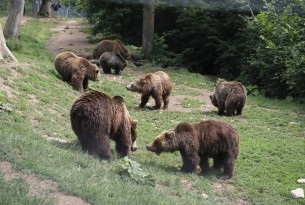 Glade bjørne i reservatet Libearty, som vi støtter i Rumænien