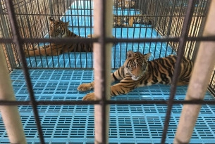 Tigers used for entertainment trapped in barren cages, Thailand