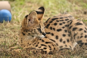 A serval in a sanctuary.