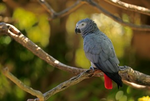 Pictured: An African Grey Parrot in the wild. Photo credit: Jurgen & Christine Sohns / Getty Images