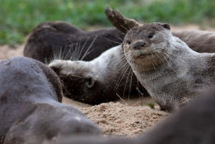 Victory for otters, tortoises, elephants and many more at-risk animals