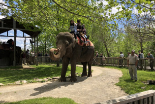 No more elephant rides at African Lion Safari 