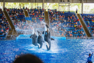 captive orcas performing for public