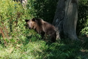 A bear at Libearty bear sanctuary by AMP