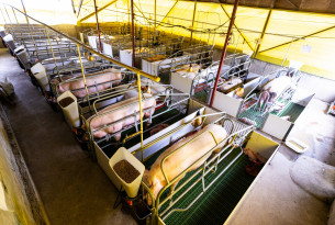 Pigs in small cages in a factory farm