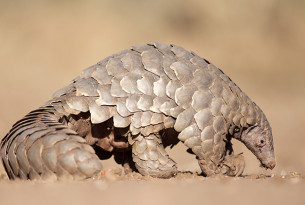 A wild pangolin walking in the dusty, dry ground