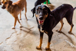 A happy dog in a shelter in Brazil.