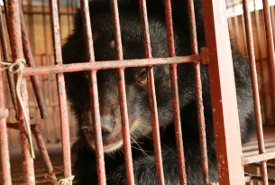 Cruel bear bile industry is thriving despite pandemic risks