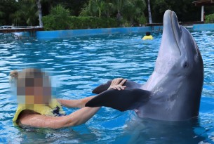 Dolphin used for entertainment