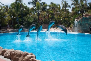 Dolphin show with five dolphins jumping over a rope