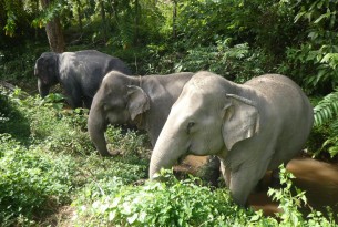 Tanwa (left) with Sow (middle) and Jahn (right) at Following Giants. Tanwa is a 28-year-old male elephant who was previously used in the brutal logging industry. He was transported by ferry to Following Giants in Nov, 2019. Credit: World Animal Protection