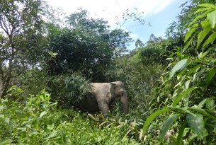 Jahn, a 32-year-old female elephant at Following Giants
