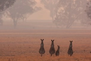 Kangaroos in Australia during the bushfires