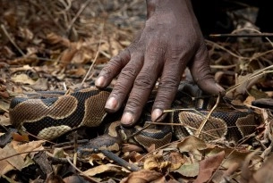 A ball python being poached from the wild