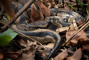 5 fascinating facts about snakes you didn’t know