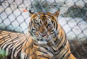 Caged tiger sitting in enclosure