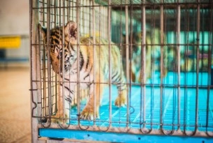 A tiger cub kept in a barren cage at a venue in Thailand.