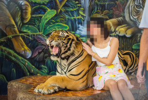 Tigerpark i Thailand, hvor turister kan få taget billeder med tigrene