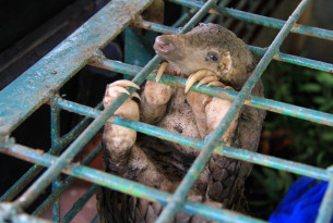 Pictured: A seized pangolin at the Natural Resources Conservation Center Riau, Pekanbaru, Indonesia, in 2017.
