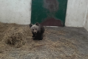 Bjørneunge reddet i Rumænien