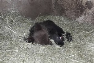 Bjørneungen Kenya sover