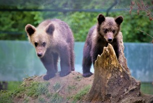 The bear cubs Kenya and Bamse 