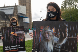 We are calling for a global ban on the wildlife trade.