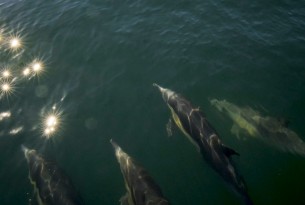Dolphins swimming in the wild