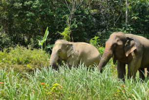 Pictured: Two rescued elephants at Following Giants