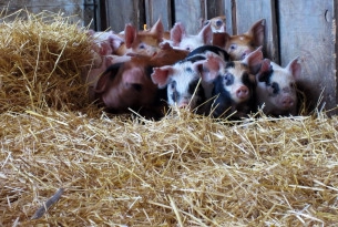 A group of piglets at a high welfare farm