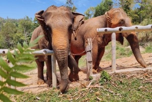 Elephants at Chang Chill sanctuary