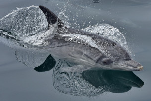 A dolphin swimming through the water