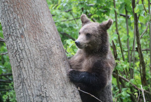 Maxie har fået nyt mod på livet under de beskyttede forhold i bjørnereservatet Libearty i Rumænien. Foto: AMP