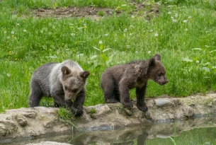 Two bear cubs at Libearty bear sanctuary in Romania.